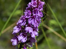 Living Nature in Madeira